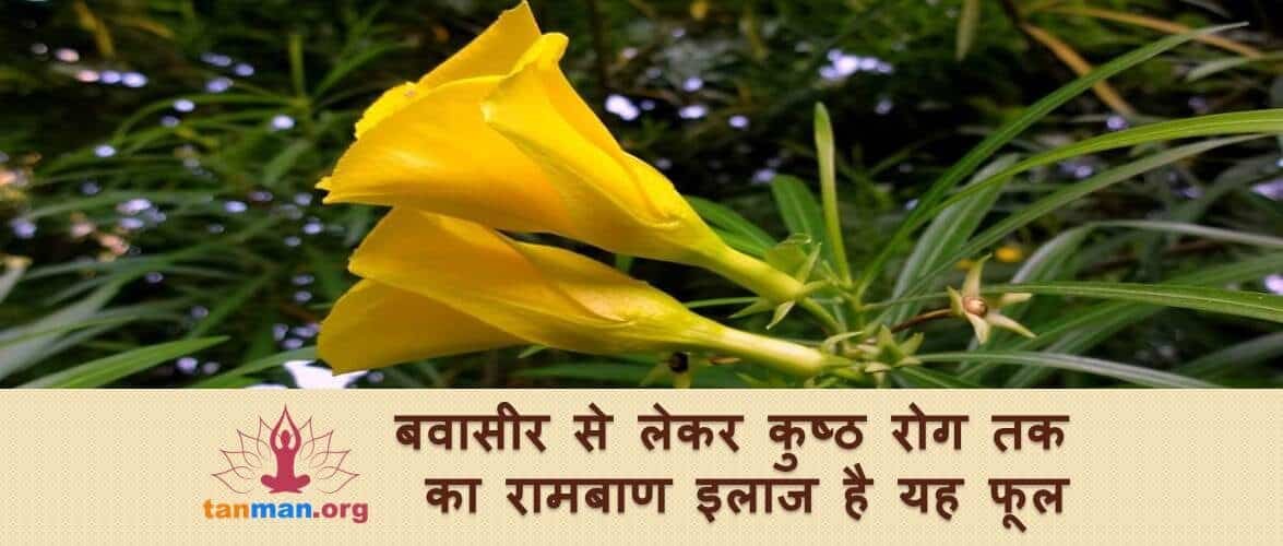 बवासीर से लेकर कुष्ठ रोग तक का रामबाण इलाज है कनेर का फूल
