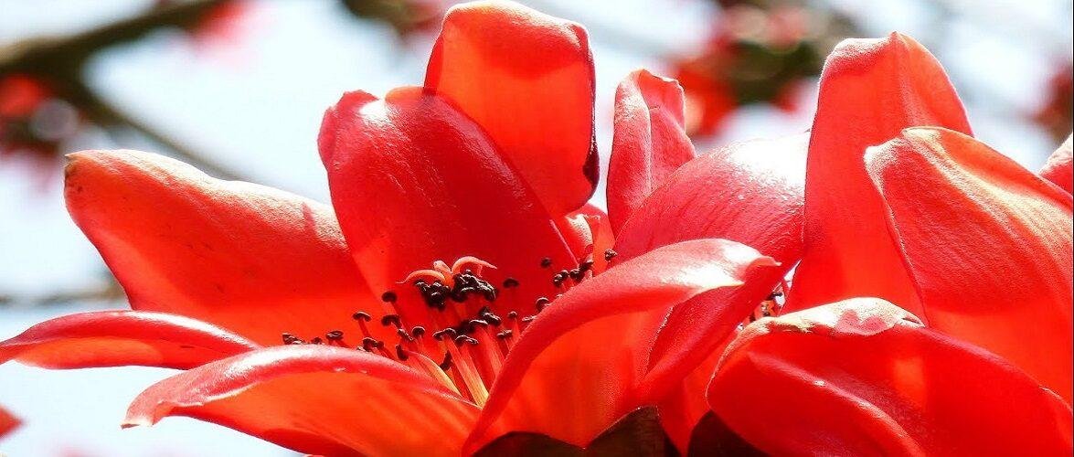 पलाश फूल के टॉप 10 औषधीय उपयोग