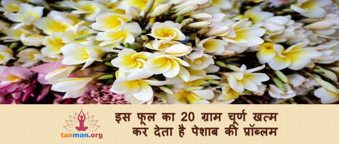 इस फूल का 20 ग्राम चूर्ण खत्म कर देता है पेशाब से जुड़ी बीमारियां