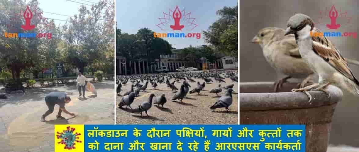 लॉकडाउन के दौरान पशु-पक्षियों तक को दाना और खाना दे रहे हैं आरएसएस के स्वयंसेवक