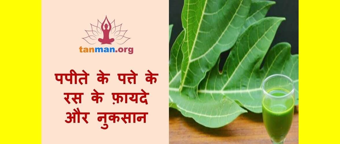 डेंगू समेत इन 12 बीमारियों का दुश्मन है पपीते के पत्ते का जूस, जानिए इसके फायदे और उपयोग की सावधानियां