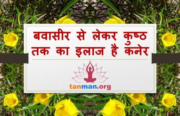 बवासीर से लेकर कुष्ठ रोग तक का इलाज है कनेर का फूल, जानें इसके टॉप 6 फायदे